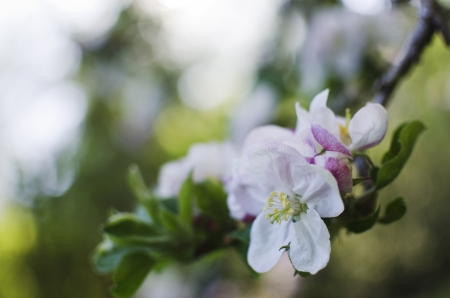 Cherry blossom on unfocused background , spring sceneの写真素材