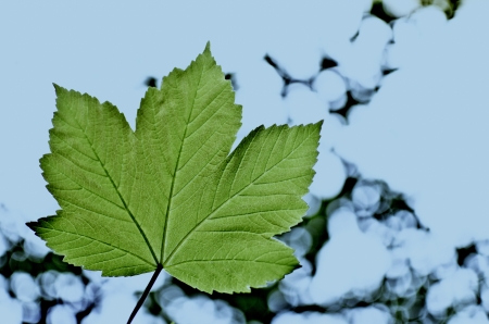 Green leave on blurred background , spring sceneの写真素材