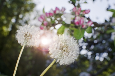 One Dandelion on illuminated background , flower wishesの写真素材