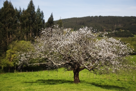 colorful landscape with a dense forest, dayの写真素材