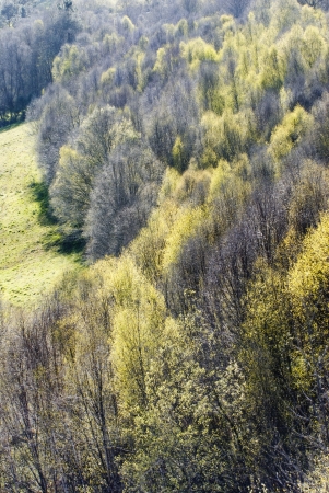 colorful landscape with a dense forest, dayの写真素材