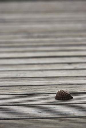 one seashell on the wood, nature backgroundの写真素材