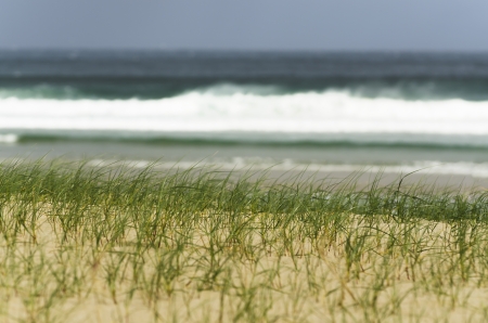 grass on the sandy beach with sea in the backgroundの写真素材