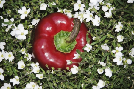 newly harvested red peppers , naturally agricultural productの写真素材