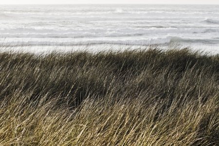 grass on the sandy beach with sea in the backgroundの写真素材