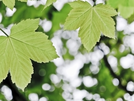 Green leaves on blurred background , spring sceneの写真素材