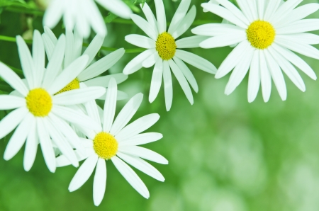 Beautiful marguerite against chamomiles field and the sunの写真素材