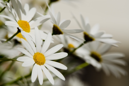 Beautiful marguerite against chamomiles field and the sunの写真素材