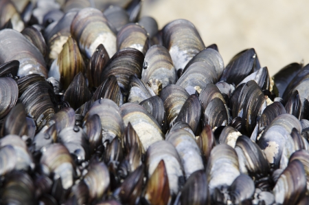 mussels on a rock, really sharp focus and lots of detail の写真素材
