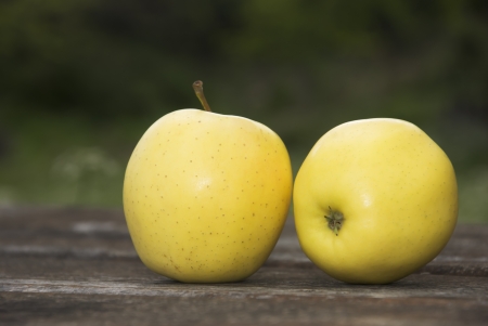 yellow apples on the table outside, natural lightの写真素材