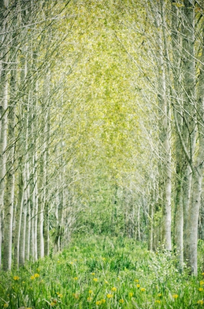 flowers among the trees in the forestの写真素材