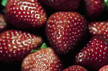 Closeup of Fresh Organic Homegrown Strawberries, succulent fruit.の写真素材