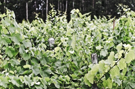 green grapes vineyards in Galicia ( Spain )の写真素材