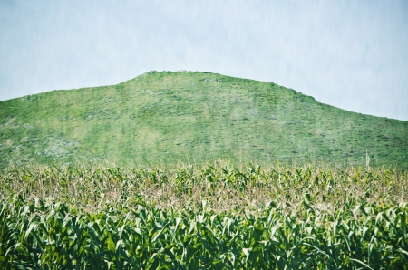 Maize plantation with mountains の写真素材