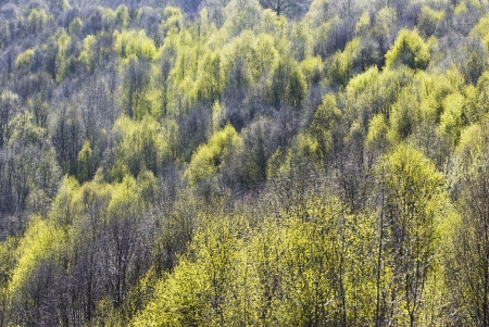 colorful landscape with a dense forest, dayの写真素材