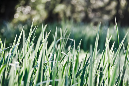 Grass in the morning dew. Natural background.