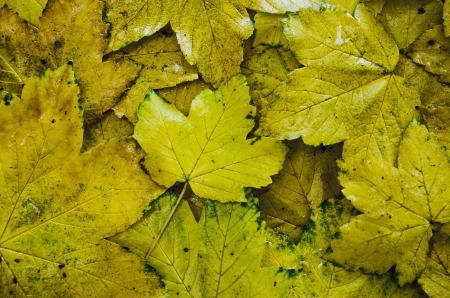 Late autumn maple leaves in the river bankの写真素材