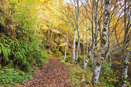 autumn colors in the forest Caurel in Galicia ( Spain )の写真素材