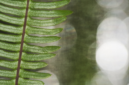 Green Fern with moss on blured backgroundの写真素材