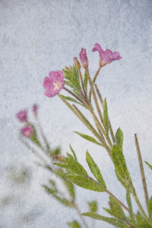 flowers on stone texture  Art background の写真素材