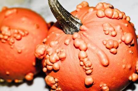 Various rare pumpkin with wartsの写真素材