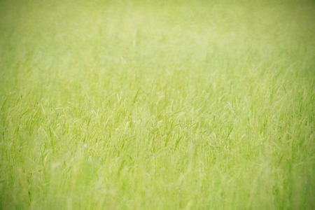 detail of a field with green grass in springの写真素材