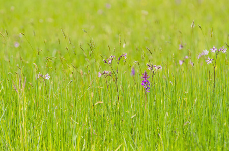 detail of a field with green grass in springの写真素材