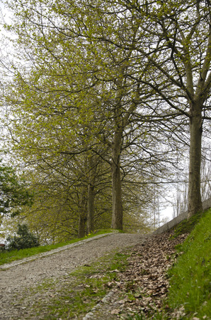 trees in the park in springの写真素材