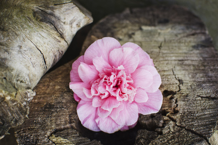 flower on a dry tree trunkの写真素材