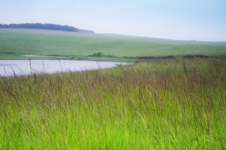 Grass and sky. Sunny spring day.の写真素材