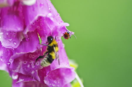 Purple foxglove  Digitalis purpurea  in bloom の写真素材
