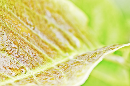 close up shot of green leafsの写真素材