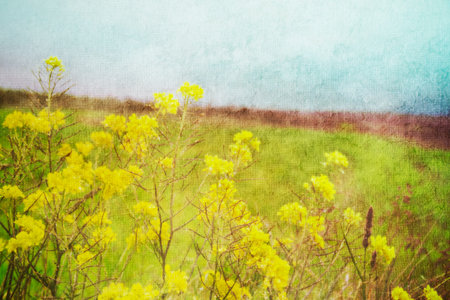 Image of a lavender field in the  countryside