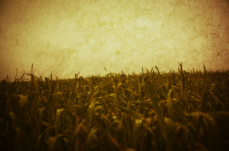 Grass and sky. Sunny spring day.の写真素材