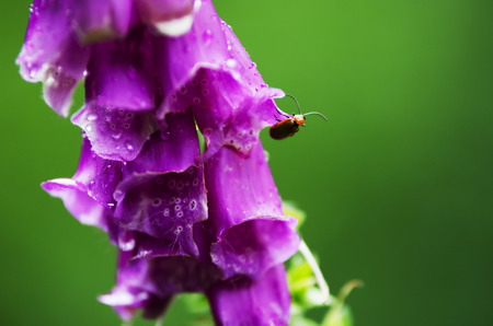 Purple foxglove  Digitalis purpurea  in bloom の写真素材