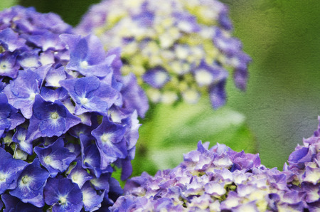 Close-up of blue and purple Hydrangea flowersの写真素材