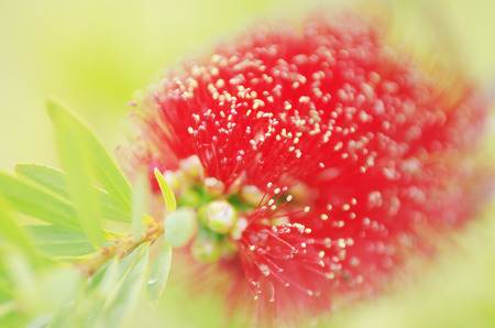 closeup of bottlebrush  callistemon  flower の写真素材