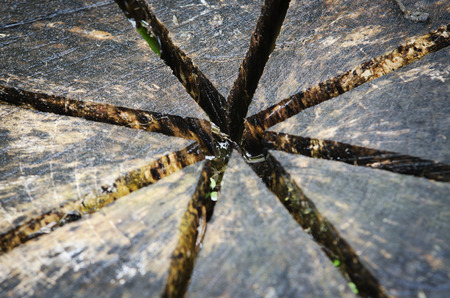 Close up detail of a tree trunk lyingの写真素材