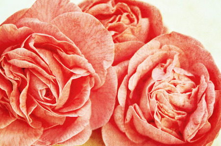 beautiful red roses background closeupの写真素材