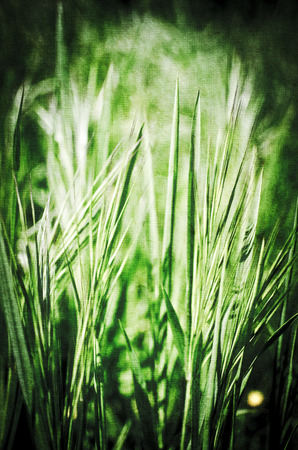 wheat field summer landscapeの写真素材