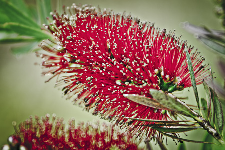 closeup of bottlebrush (callistemon) flower.の写真素材