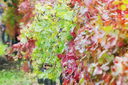 Vines in a row.  Handgrown vines. White wine plant.の写真素材