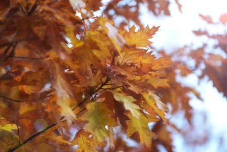 Brown  leaves with translucent light coming through the leaves. Perfect for Autumn.