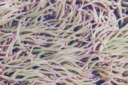 Underwater nature in the Atlantic coast.の写真素材