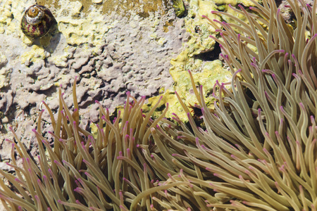 Underwater nature in the Atlantic coast.の写真素材