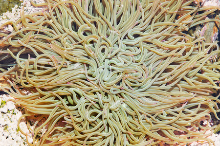 Underwater nature in the Atlantic coast.の写真素材