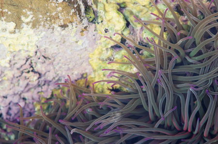 Underwater nature in the Atlantic coast.の写真素材