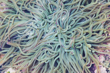 Underwater nature in the Atlantic coast.の写真素材