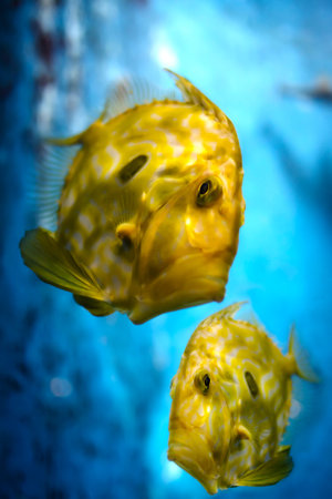 Bright yellow tropical fish against blue background