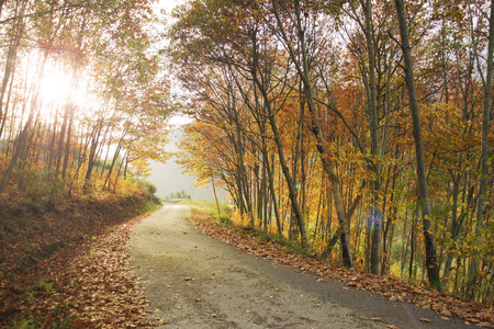 Fall foliage in the Caurel Mountains, Galiciaの写真素材